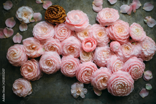 camellia still life 