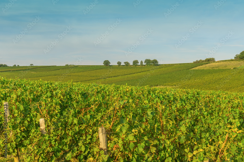 Rows of vineyard grape landscape in Bourgogne, France