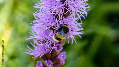 Macro photo of Northern bumblebee licking nectar from purple spring flower. Beautiful close up shot on blurred green background. Vibrant colors in garden or park.