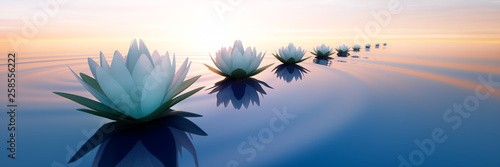 Lotusblüten im Sonnenuntergang