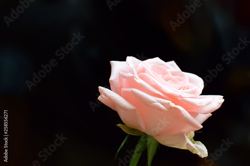 Fototapeta Naklejka Na Ścianę i Meble -  Pale pink rose on a black background. Closeup of a flower.. Closeup of a flower.