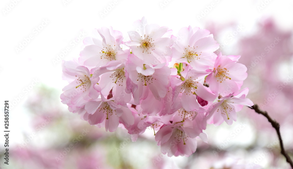 Zierkirschenblüten vor hellen Hintergrund freigestellt