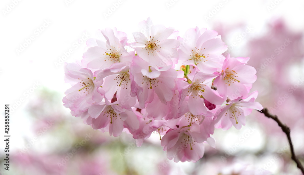 Zierkirschenblüten vor hellen Hintergrund freigestellt Zierkirschenblüten vor hellen Hintergrund freigestellt
