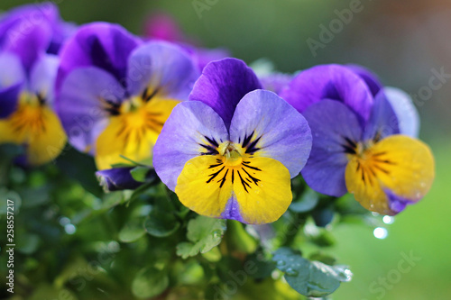 colorful pansies blooming in the garden