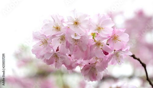 Zierkirschenblüten vor hellen Hintergrund freigestellt © Zeitgugga6897