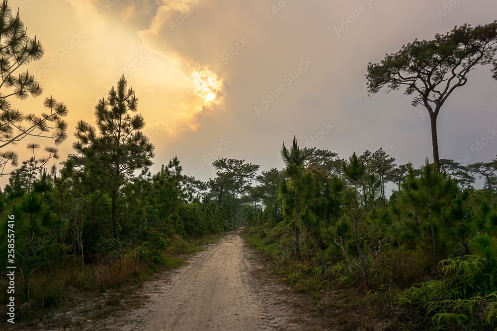 Pathway in forest and the sun behind the cloud nature background Pathway in forest and the sun behind the cloud nature background