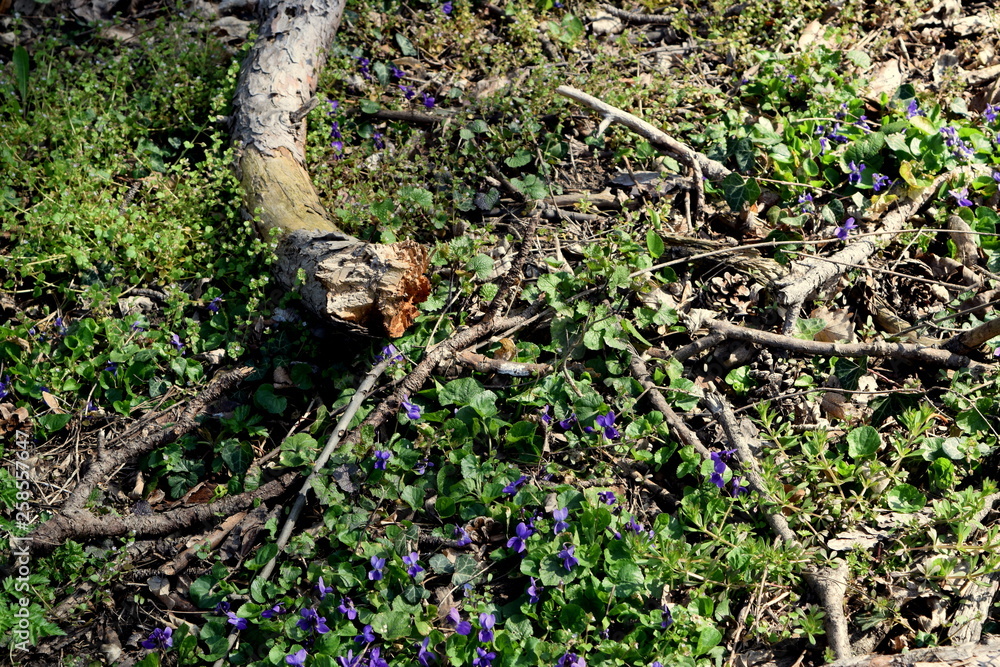 Obraz premium trees in the green park 