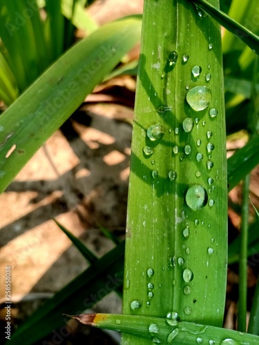 Drops of water on the grass3 photo