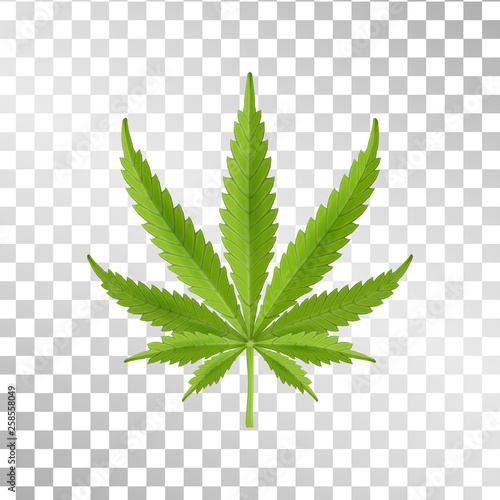 Hemp leaf isolated on transparent background. Realistic marijuana. Cannabis plant. Vector Illustration