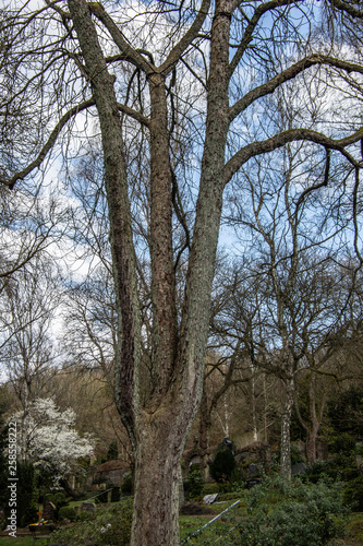 kahle Bäume im Frühling