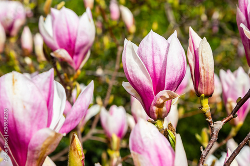 Tulpen-Magnolie  Magnolia    soulangeana  