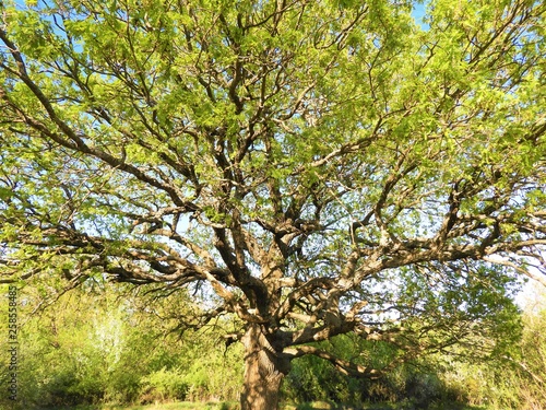 tree in spring