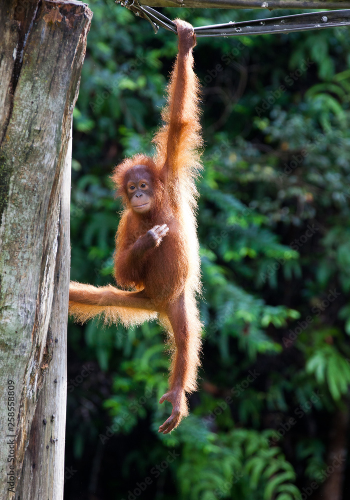 Portrait of cute little orangutan hanging on one hand on a rope and looking at the camera. Borneo. Portrait of cute little orangutan hanging on one hand on a rope and looking at the camera. Borneo.