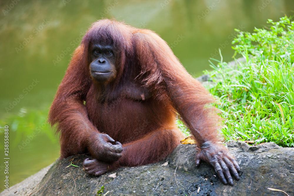 Portrait of sad orangutan sitting on the stone and looking at the camera. Borneo Portrait of sad orangutan sitting on the stone and looking at the camera. Borneo