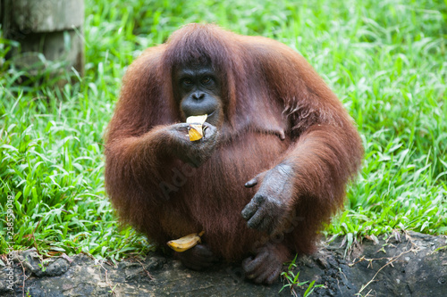 Portrait of cute fat orangutan sitting in the grass and eating banana and looking at the camera. Borneo.