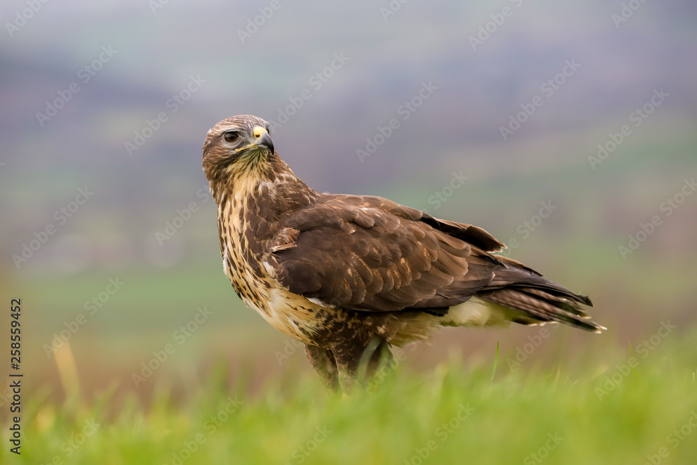 Common Buzzard (Buteo buteo) feeding on a rabbit in the mid-Wales countryside, UK Common Buzzard (Buteo buteo) feeding on a rabbit in the mid-Wales countryside, UK