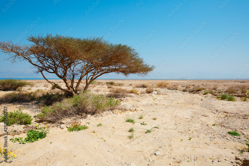 Tree on the background of the dead sea on a sunny day