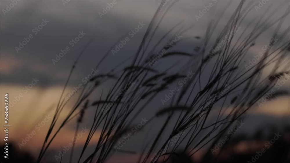 grass in sunset grass in sunset