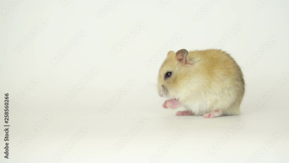 Funny Jungar hamster Funny Jungar hamster