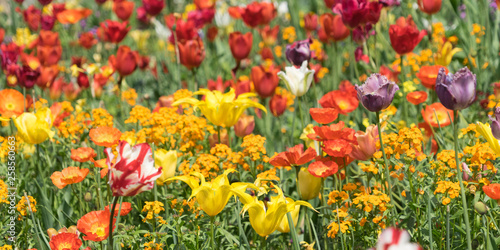 Insel Mainau im Frühling: buntes Blumenbeet mit Tulpen und Mohn