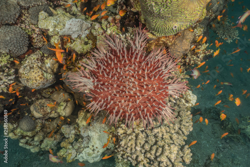 Red Sea Fire Urchin in the Red Sea Colorful and beautiful, Eilat Israel © yeshaya