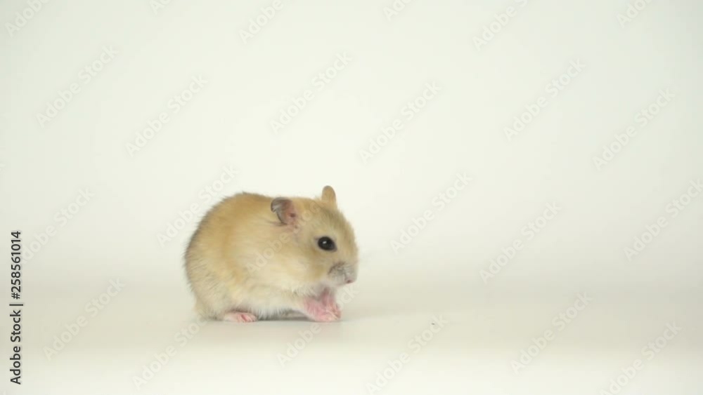 Funny Jungar hamster Funny Jungar hamster