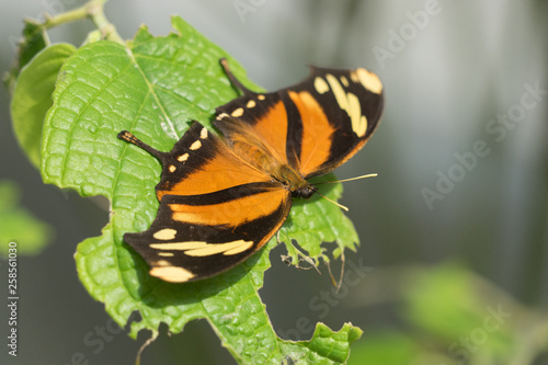 Bunter Schmetterling  Afrikanischer Monarch   Danaus chrysippus  in gr  ner Natur