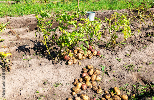 Freshly dug organic potatoes of new harvest