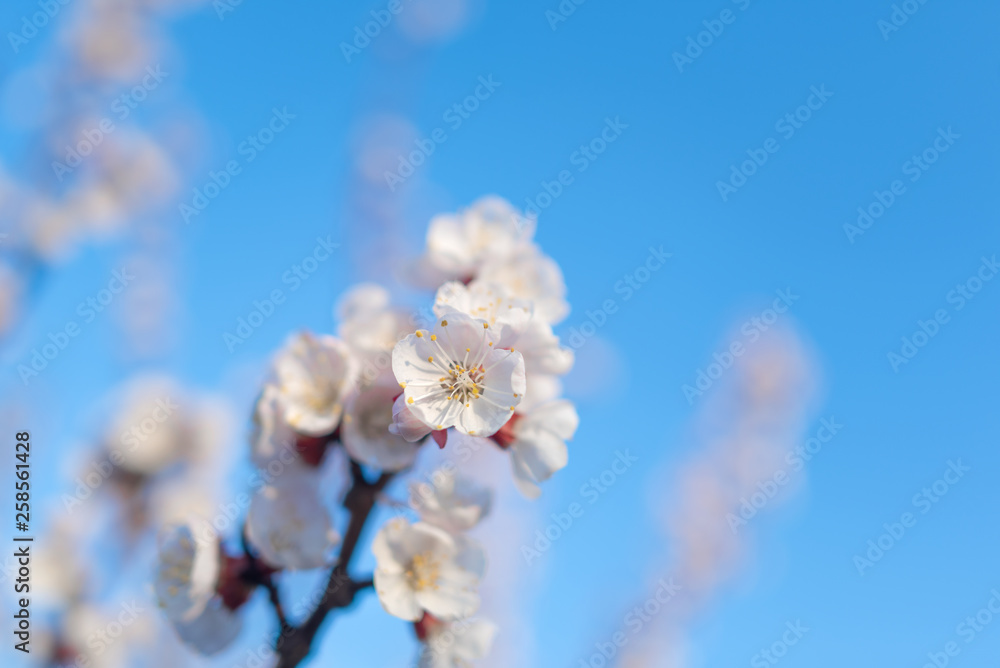 Pink cherry blossom against the blue spring sky. Pink cherry blossom against the blue spring sky.