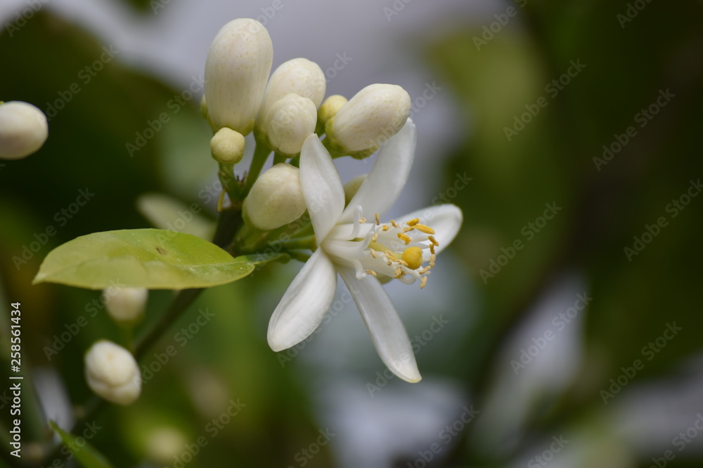 Orange.White orange flower on sky background Orange.White orange flower on sky background