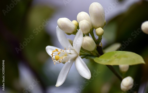 Orange.White orange flower on sky background	