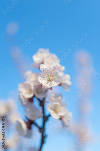 Pink cherry blossom against the blue spring sky.