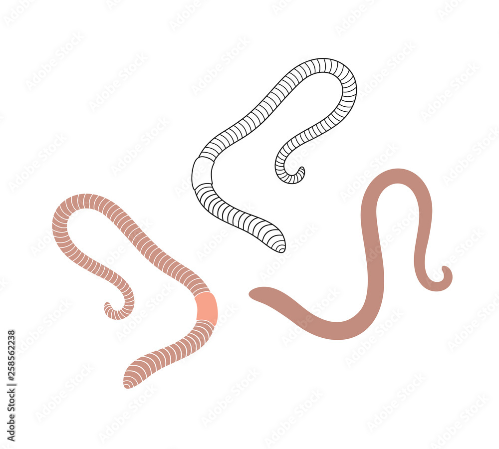 Fototapeta premium Earthworm logo. Isolated earthworm on white background