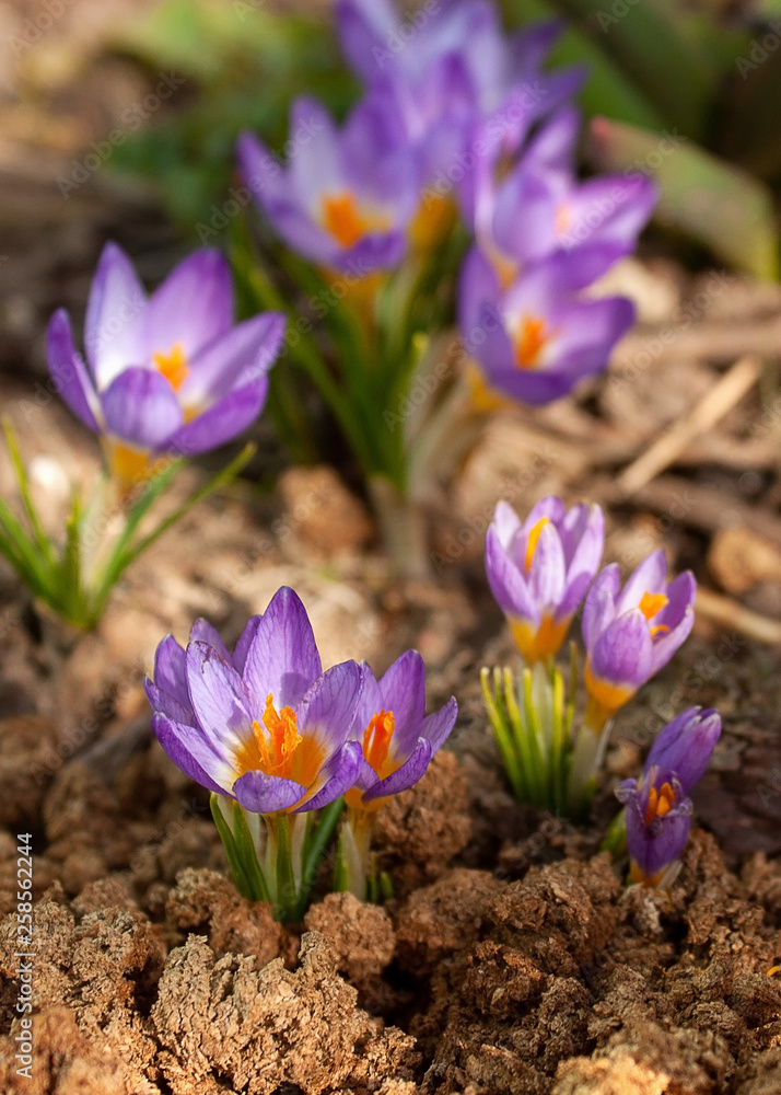 Crocuses - light lilac with bright orange pistils, illuminated by the sun, can be a natural spring background. Crocuses - light lilac with bright orange pistils, illuminated by the sun, can be a natural spring background.