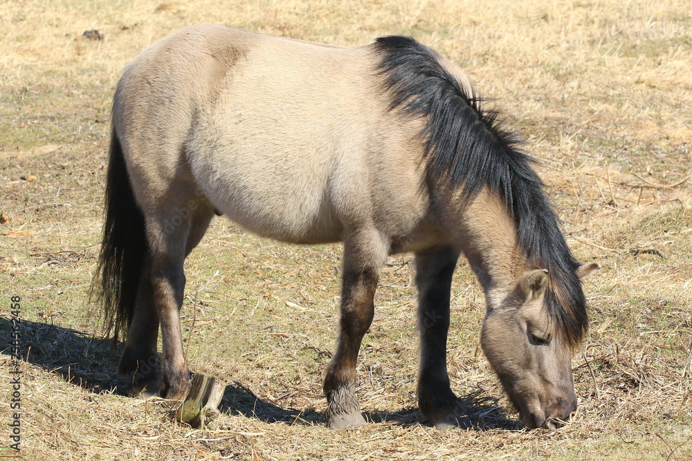 Beautiful horses in spring in the meadow eat grass. Horse walking in field. Beautiful horses in spring in the meadow eat grass. Horse walking in field.