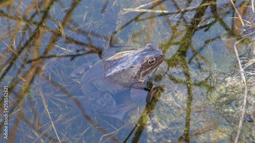 Common frog (Rana temporariia)