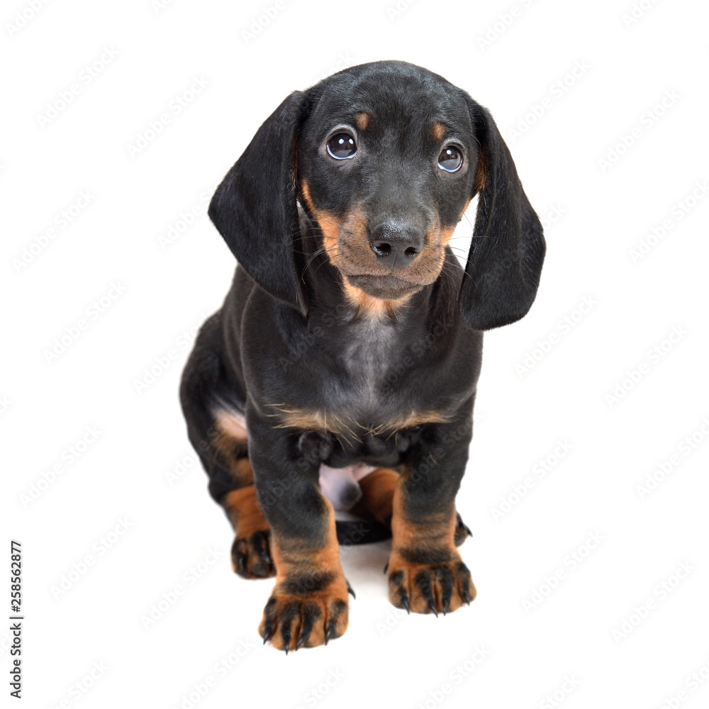 Two-month smooth black and tan dachshund puppies on white background