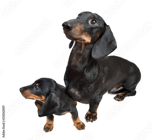 Fototapeta Naklejka Na Ścianę i Meble -  Smooth black and tan dachshund with its two-month puppy 