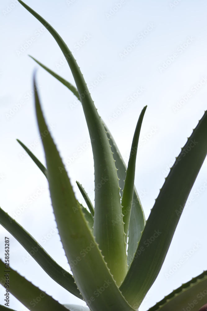 Aloes Aloes