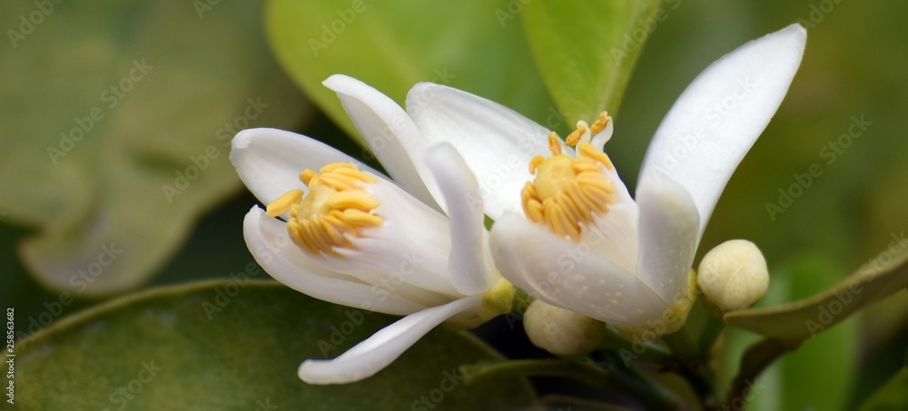 Orange.White orange flower on sky background	