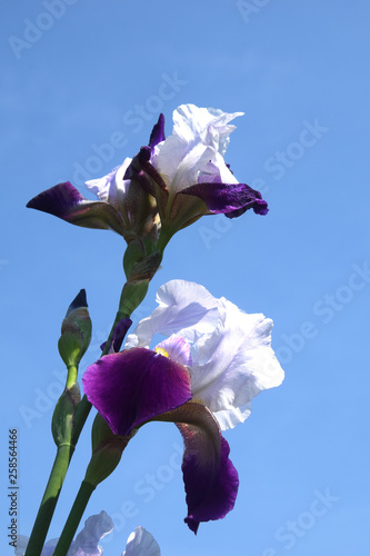 iris in a blue sky