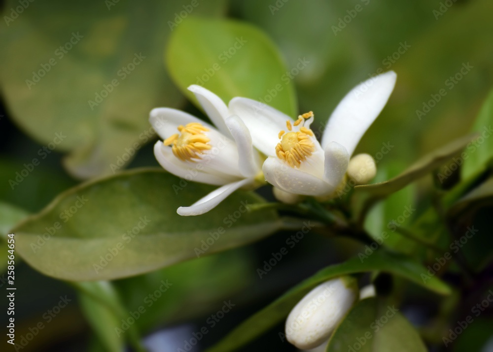 Orange.White orange flower on sky background Orange.White orange flower on sky background