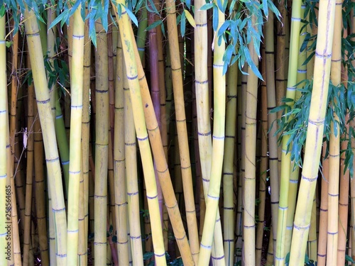 bamboo background