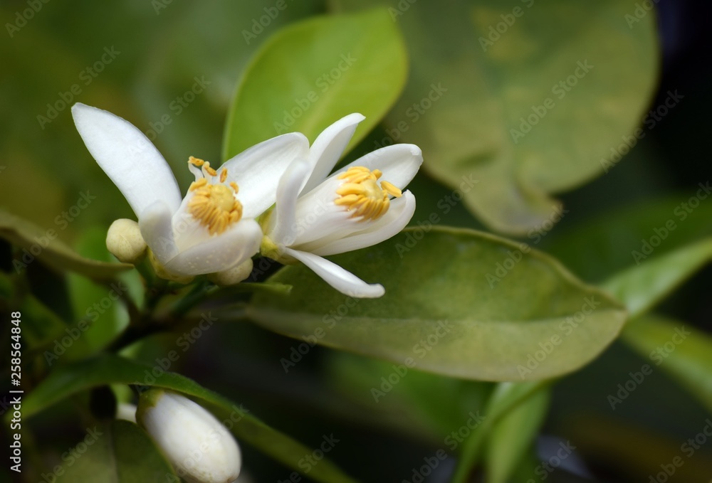 Orange.White orange flower on sky background Orange.White orange flower on sky background