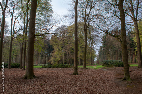 Estate Zuylestein Utrecht Leersum Netherlands Forest photo