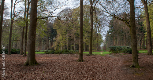 Estate Zuylestein Utrecht Leersum Netherlands Forest photo