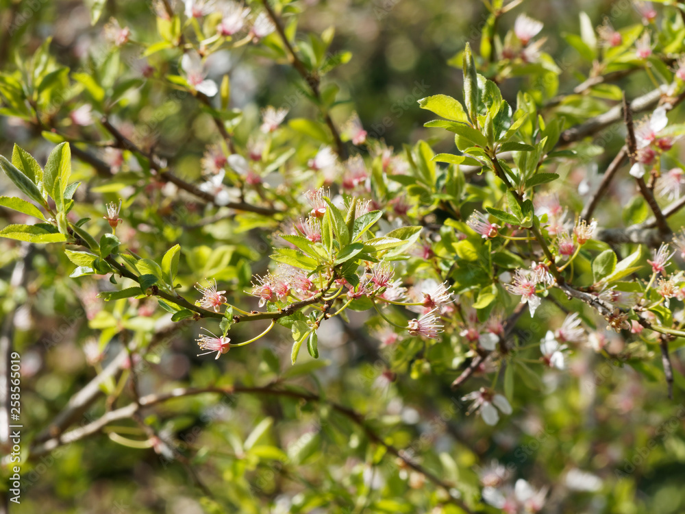 Le Mirabellier en fleurs aux premiers jours du printemps 'Prunus domestica syriaca' Le Mirabellier en fleurs aux premiers jours du printemps 'Prunus domestica syriaca'