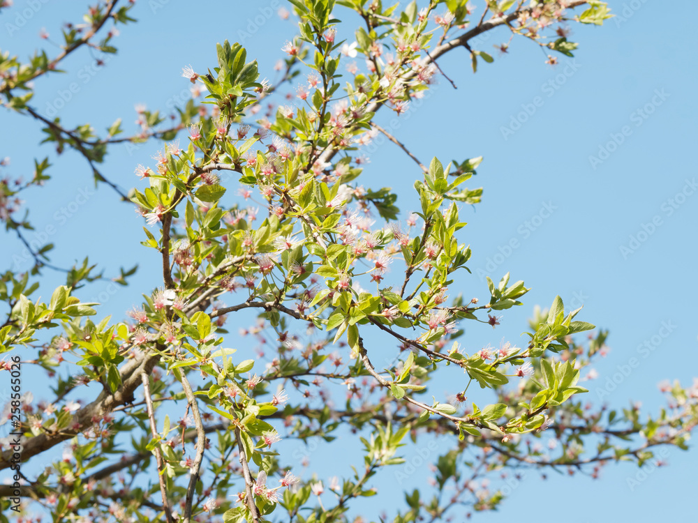 Le Mirabellier en fleurs aux premiers jours du printemps 'Prunus domestica syriaca' Le Mirabellier en fleurs aux premiers jours du printemps 'Prunus domestica syriaca'