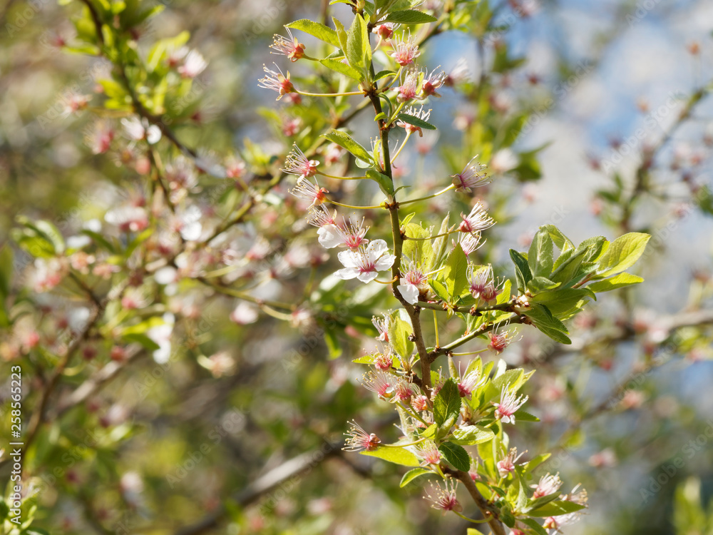 Le Mirabellier en fleurs aux premiers jours du printemps 'Prunus domestica syriaca' Le Mirabellier en fleurs aux premiers jours du printemps 'Prunus domestica syriaca'