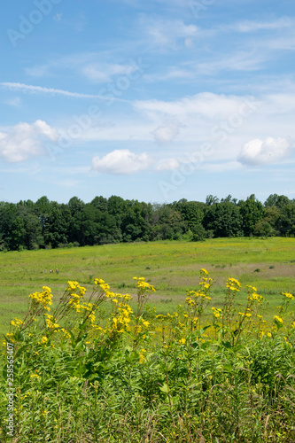 wildflowers in a field